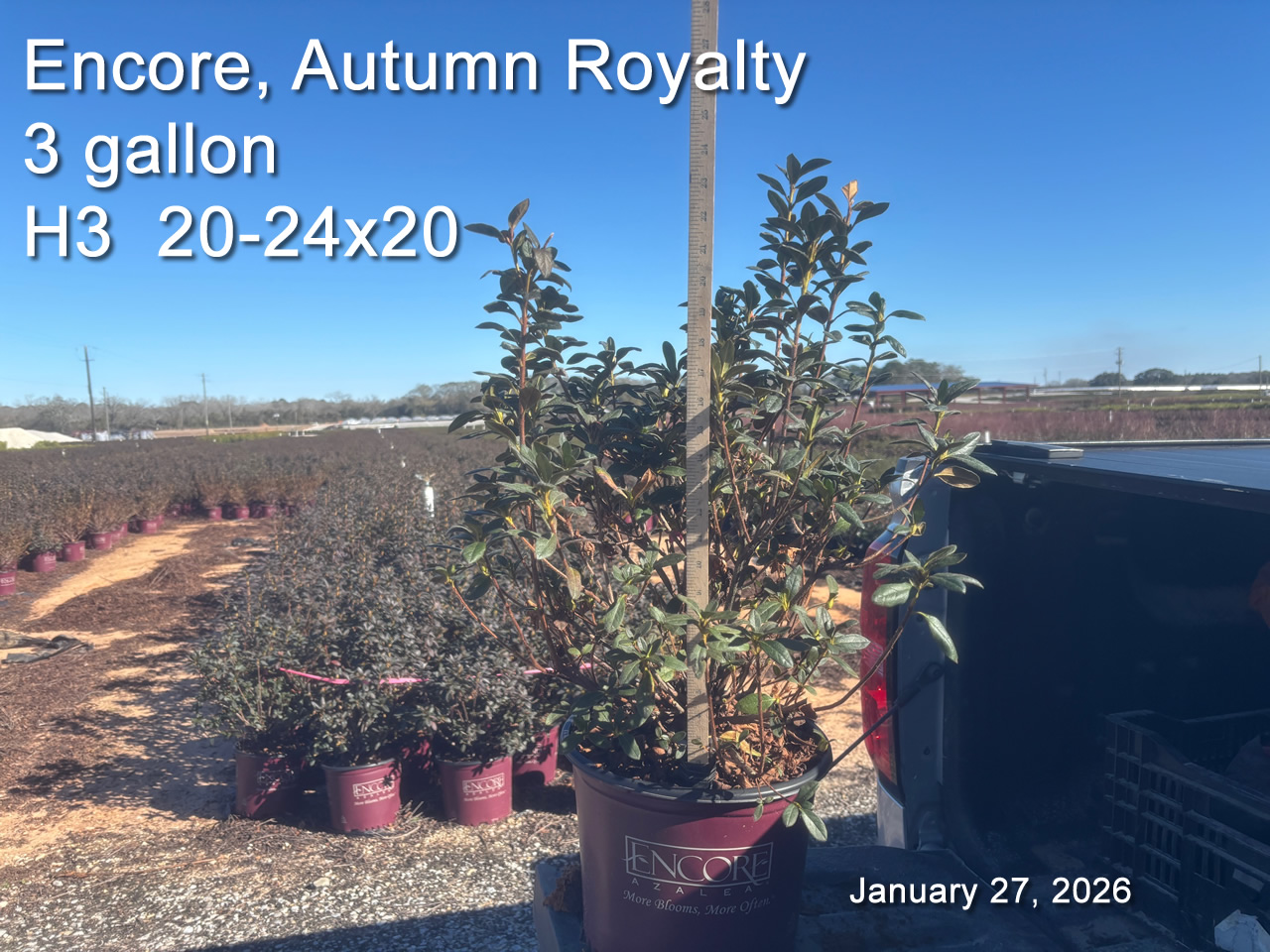 gallery/eroy3 h3 jan27.jpg